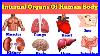 Internal Organs Of Human Body Internal Organs Parts Of Our Body Learn Body Parts For Kids